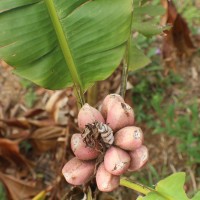 Musa velutina H.Wendl. & Drude